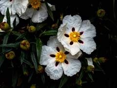 Cistus