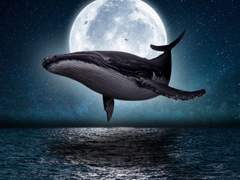 자유로운 파란고래(5) 끝