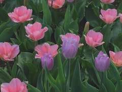 새벽에 쓰여진 글