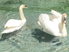 주술회전 썰 모음