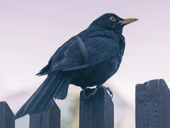 【부서진 감정에, 동요한다】 문 신아 🦢