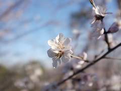 [류하찬호] 도하회 桃下會 [一]