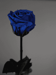 [短篇] 초겨울 편지