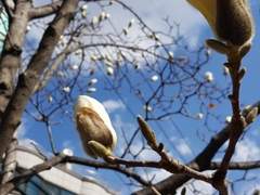 꽃봉우리/정 서