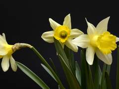 [활여령] 고독의 왈츠