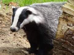 카리아 조이 / XX / 후플푸프