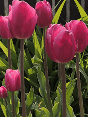 백일 글쓰기 1부