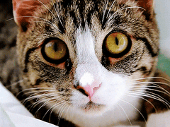 고양잇과 남주 X 캣닢 여주 고르기