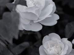 영원한 이별은 없습니다.