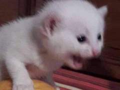 늑대들 사이 장미 한 송이 - 7