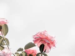 미로 / 28 / F /세이버