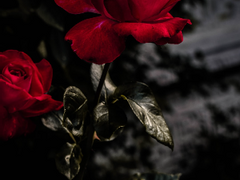 Disparaître Souvenir