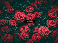 Wild rose