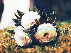 Evening primrose(달맞이꽃)