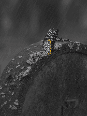 CoC 다인 시나리오