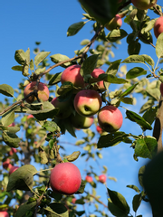 인외들의 계급투쟁