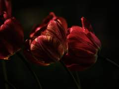 안녕,이쁜이 (完)