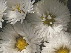 [하나나가이 아야카/여성/28]