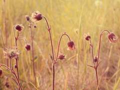 [하벨 베르첼트/26/여성]