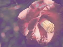 미요시 발렌티나