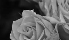 영원한 사랑은 있을지도 모르지요.