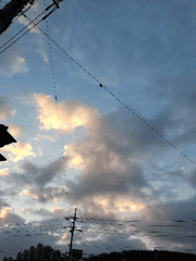 여우와 9생의 운명