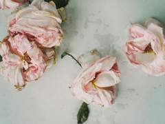 [흡툭죽/로나드라] Kiss from a Rose