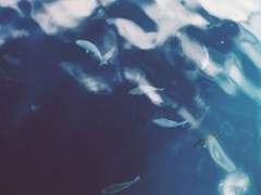 물고기는 죽으면 파도가 된대