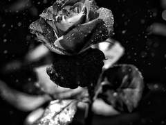 𝑱.𝑷𝒆𝒓𝒍𝒆𝒏