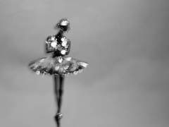 Arche L. Bisque | XY | 107