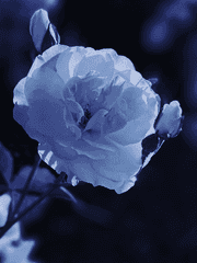 갈라테이아 M. S. 로즈가든