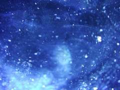 하늘을 사랑하는 새