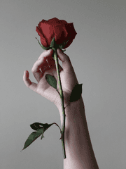 여섯 남자에 진심을 다 하는 중이어서