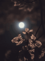 연꽃과 달의 루바토