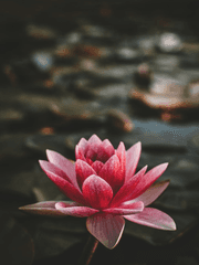 연꽃의 레치타티보