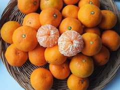 이재현 썰 -귤편-