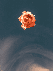 연꽃과 별의 왈츠