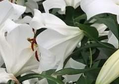 나무 아래 백합 한 송이, 서봄.