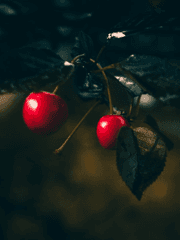 [미카독자] 선악과 주의사항