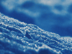 유설화 / 15 / 북극여우