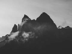 원숭이가 나무 위에 도장을 걸어 올리다