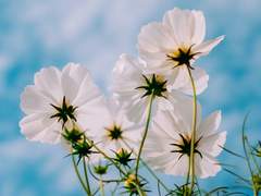 어느 여름날, 네게 보내는 이야기