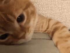 늑대들 사이 장미 한 송이 - 10