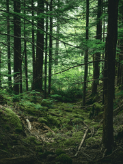 Memories of the Forest