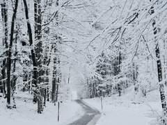 베이비 가이드 & 스노우 22