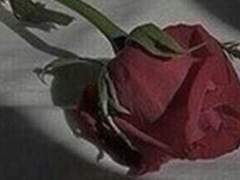 시노커 성인기 프로필 [리안 펠 에트리드]