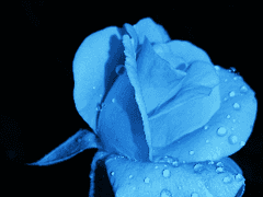 [공지] 화양연화(花樣年華) :: 인생에서 가장 아름답고 행복한 순간 Chapter.04 연재일 공지!