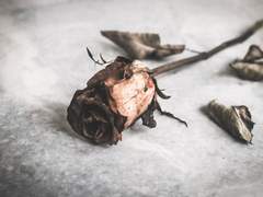 나는 아름다운 꽃과 같다.