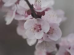 사라진 화산의 선조