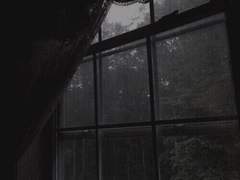 시노커 성인기 프로필